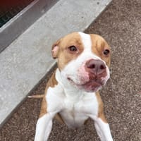 Wendy, chienne à adopter