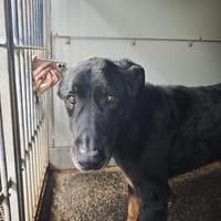 Max, chien à adopter