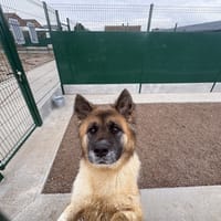 Toupie, chienne à adopter
