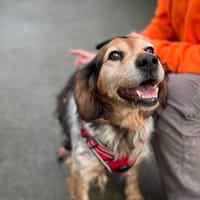 IENNA, chienne à adopter