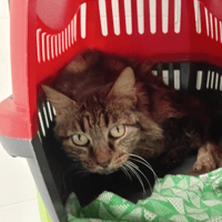 POUPOUNE, chatte à adopter