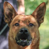 ECLAIR, chien à adopter