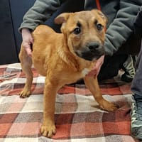 WILL, chien à adopter