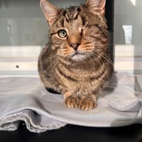 PIRATE, chat à adopter