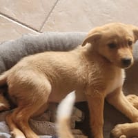 Bianca, chienne à adopter