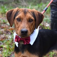 OXMO, chien à adopter