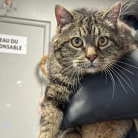 Minou/Moustique, chat à adopter