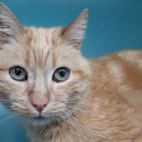 Epops, chat à adopter