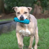 NAWAK, chienne à adopter