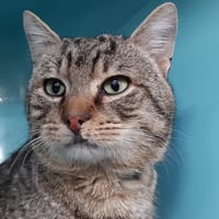 Itchoum, chat à adopter