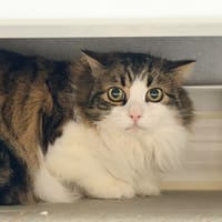 TOTOCHE (chat sauvage), chat à adopter