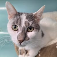 Yoko, chatte à adopter