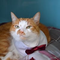 NEO, chat à adopter