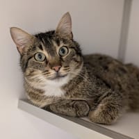 moustik, chat à adopter