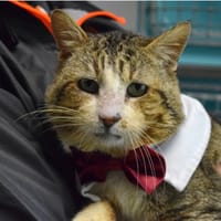 MOUSSE, chat à adopter