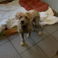 Senseo, chienne à adopter