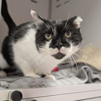 diego, chat à adopter