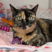 maitika, chatte à adopter