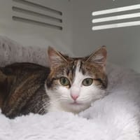 Azya, chatte à adopter
