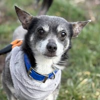 TANUKI, chien à adopter