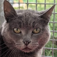 Mercedes, chatte à adopter