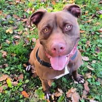 NESKO, chien à adopter