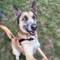 RYHO PAA23096, chien à adopter