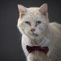 LIPTON, chat à adopter