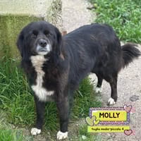 MOLLY, cane femmina da adottare