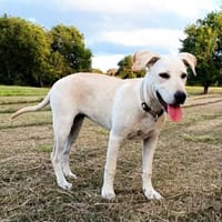 SUNKA le joueur, chien à adopter