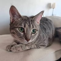 BLANCHE, chatte à adopter