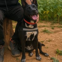 NAYA, chienne à adopter