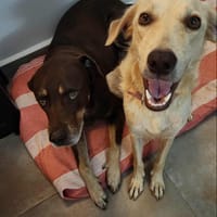 Suzie la belle et douce louloute, chienne à adopter