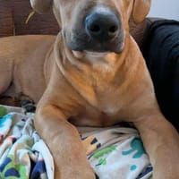 GOLIATH, le créole ch'ti, chien à adopter