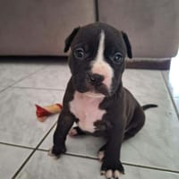 Bria, la boule de tendresse, chienne à adopter