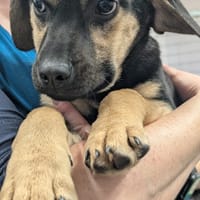 Pansy, female dog to adopt