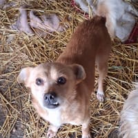 Naïda, chienne à adopter