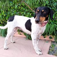 MARINA, chienne à adopter