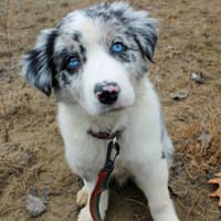 Aide, chienne à adopter