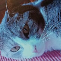 MIRABELLE, chatte à adopter