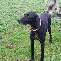 CHAMPION, chien à adopter