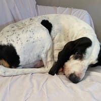 MILOU, chien à adopter