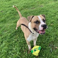 SISCO, chien à adopter