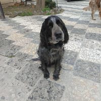 INA, chienne à adopter