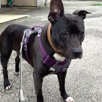 LORCO 2, chien à adopter