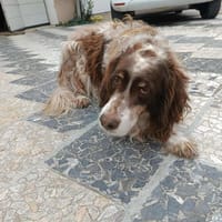 JACKOU, chien à adopter