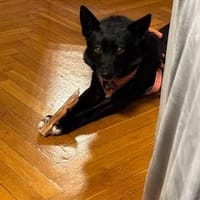 Leon, pies do adopcji