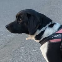 BONNIE, chienne à adopter