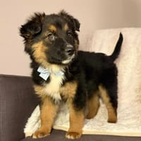 Fluffy, pies do adopcji