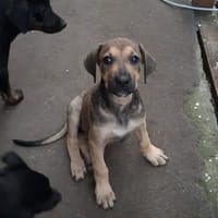 KARMA, Chiot femelle Berger Créole, chienne à adopter
